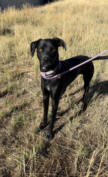 Lulu -  Dalmatian and Mixed Breed Dog for Adoption in Thayne, Wyoming - Lulu | PetCurious