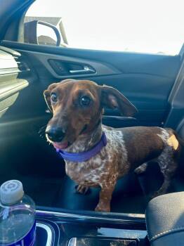 Pixie -  Dachshund Dog for Adoption in Shawnee, Oklahoma - Pixie | PetCurious
