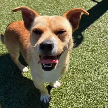 Joey -  Terrier Dog for Adoption in Greensboro, North Carolina - Joey | PetCurious