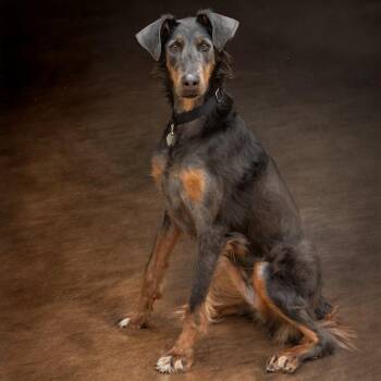 PENELOPE -  Doberman Pinscher and Collie Dog Available for Adoption in St. Louis, Missouri - PENELOPE | PetCurious