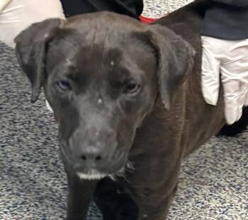 Labrador Retriever Dogs Available for Adoption in Golden, Colorado - Flower | PetCurious