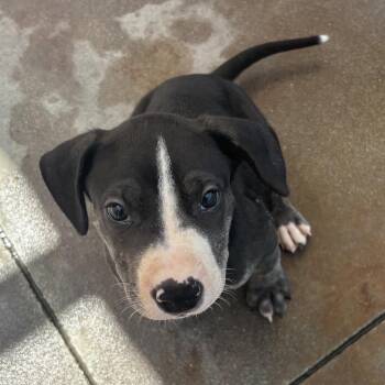 Draco -  Terrier Dog for Adoption in Palm Springs, California - Draco | PetCurious