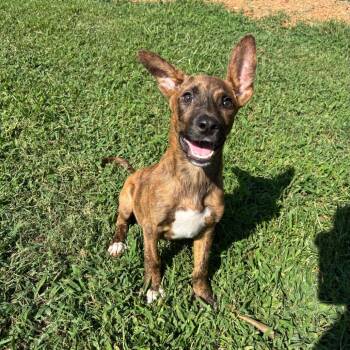 PeanutButter -  Mixed Breed Dog for Adoption in Durham, North Carolina - PeanutButter | PetCurious