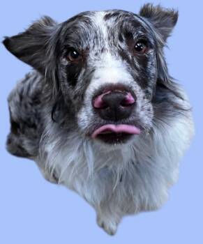 Rescue Australian Shepherd Dogs for Adoption in New Castle, Indiana - Rhett | PetCurious