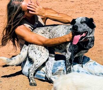Rocket -  Australian Cattle Dog Blue Heeler and Mixed Breed Dog for Adoption in Evergreen, Colorado - Rocket | PetCurious