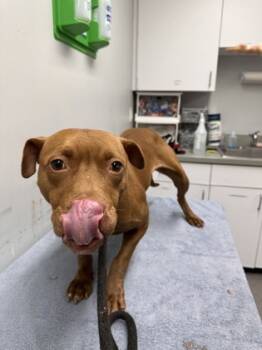 Rescue Mixed Breed Dogs for Adoption in West Chester, Pennsylvania - Gigi | PetCurious