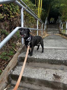 Chester -  Norfolk Terrier Dog for Adoption in Bothell, Washington - Chester | PetCurious