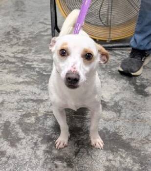 Jack Russell Terrier Dogs Available for Adoption - Tanner | PetCurious