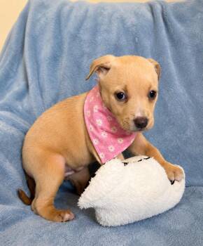 Labrador Retriever Dogs Available for Adoption in Lafayette, Louisiana - Swiss | PetCurious