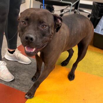 Tansy -  Mixed Breed Dog for Adoption in Philadelphia, Pennsylvania - Tansy | PetCurious