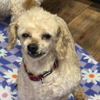 Miniature Poodle Dogs Available for Adoption in Hartland, Wisconsin - Gibney-Foster Home Needed | PetCurious