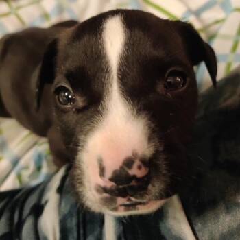 Pit Bull Terrier Dogs Available for Adoption in Dayton, Ohio - Lisa | PetCurious