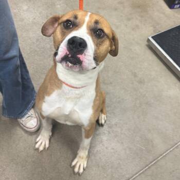 YORK-Stray-16411 -  Mixed Breed and Pit Bull Terrier Dog for Adoption in York, Pennsylvania - YORK-Stray-16411 | PetCurious