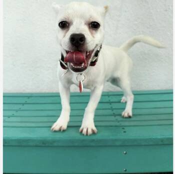 Rescue Mixed Breed Dogs for Adoption in Los Angeles, California - Snowball | PetCurious