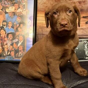 Martina -  Labrador Retriever and Mixed Breed Dog for Adoption in Normal, Illinois - Martina | PetCurious