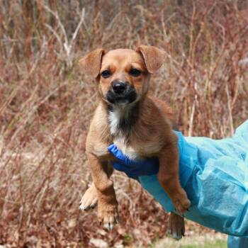 Dachshund and Mixed Breed Dogs Available for Adoption in Eastford, Connecticut - CT Strawberry Shortcake | PetCurious