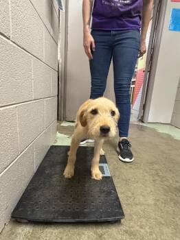 Mixed Breed Dogs Available for Adoption in Murray, Kentucky - Marshmallow | PetCurious