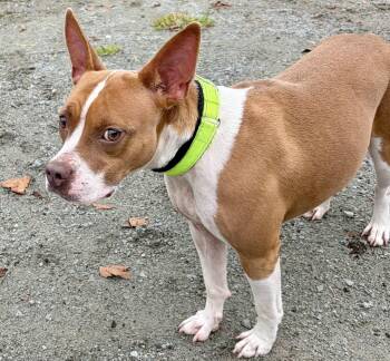 Annie -  Pit Bull Terrier Dog for Adoption in Mckeesport, Pennsylvania - Annie | PetCurious