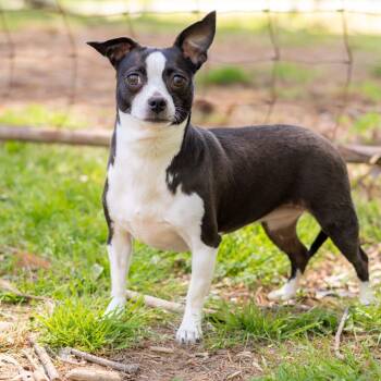 Chihuahua Dogs Available for Adoption - Kiwi (Bonded With Princesa) | PetCurious