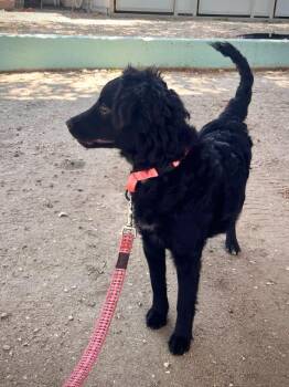 Poodle Dogs Available for Adoption in Los Angeles, California - Meadow | PetCurious