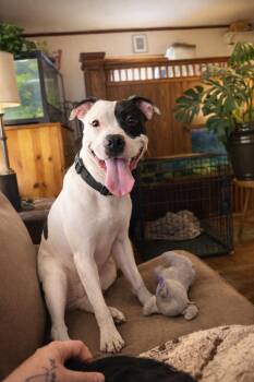 Pit Bull Terrier Dogs Available for Adoption in Akron, Ohio - Seymour  | PetCurious