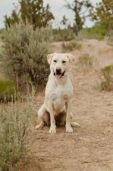 Finn -  Labrador Retriever Dog for Adoption in Redmond, Oregon - Finn | PetCurious