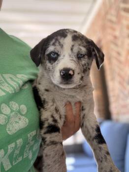 Catahoula Leopard Dog Dogs Available for Adoption - Blue Bell | PetCurious