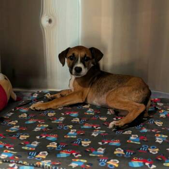 Meryl -  Mixed Breed Dog for Adoption in Griswold, Connecticut - Meryl | PetCurious