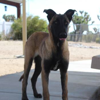 Belgian Shepherd Malinois Dogs Available for Adoption in Yucca Valley, California - Dierks | PetCurious