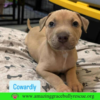 Rescue Black Mouth Cur Dogs for Adoption in Pensacola, Florida - Cowardly | PetCurious