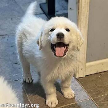 Great Pyrenees Dogs Available for Adoption - Samuel In OH - Quietly Curious & Fun-Loving! | PetCurious