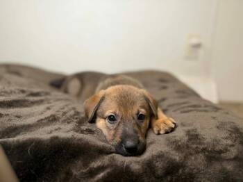 German Shepherd Dog Dogs Available for Adoption in Minneapolis, Minnesota - Nala | PetCurious
