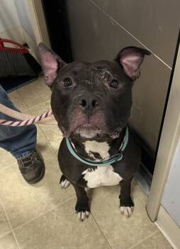 Rescue Mixed Breed Dogs for Adoption in Cincinnati, Ohio - Meat Loaf | PetCurious