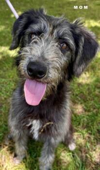 Labradoodle Dogs Available for Adoption in Washington, District Of Columbia - Pup Delia | PetCurious