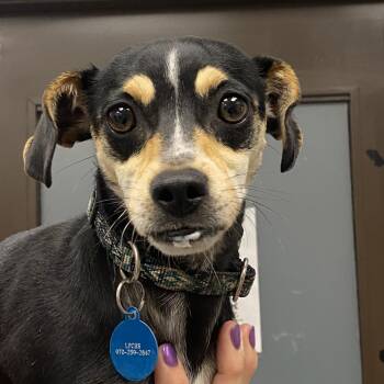 Chihuahua and Mixed Breed Dogs Available for Adoption in Durango, Colorado - Mable | PetCurious