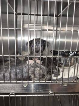 Kobe -  Pit Bull Terrier Dog for Adoption in Tulsa, Oklahoma - Kobe | PetCurious