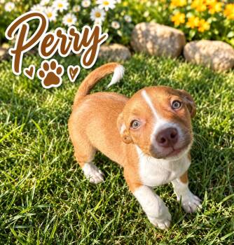 Perry -  Spaniel Dog for Adoption in Brownstown, Indiana - Perry | PetCurious