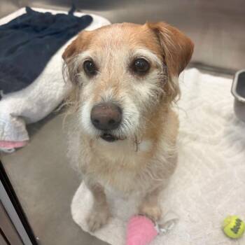YORK-Stray-16692 -  Terrier and Mixed Breed Dog for Adoption in York, Pennsylvania - YORK-Stray-16692 | PetCurious