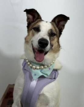 Dory-One of our Amazing Rescue Dogs -  Australian Shepherd and Mixed Breed Dog for Adoption in Carlsbad, California - Dory-One Of Our Amazing Rescue Dogs | PetCurious