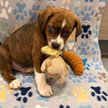 Beagle and Mixed Breed Dogs Available for Adoption - Corkscrew | PetCurious