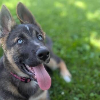 Nobu -  Mixed Breed Dog for Adoption in Morden, Manitoba - Nobu | PetCurious