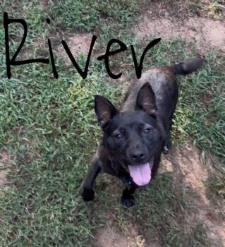 Rescue Terrier Dogs for Adoption in Rutherfordton, North Carolina - River | PetCurious