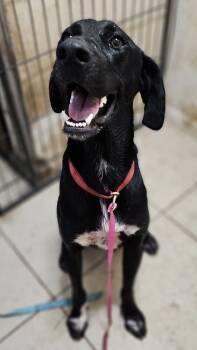 Rescue Pointer and Labrador Retriever Dogs for Adoption in Nokomis, Florida - Darryl | PetCurious