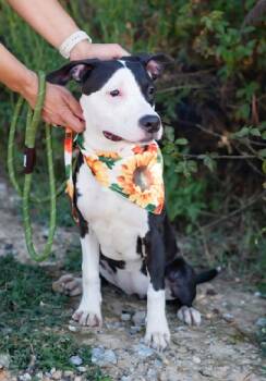 Rescue Mixed Breed Dogs for Adoption in St. Augustine, Florida - Blossom | PetCurious
