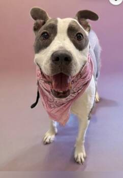 Rescue Pit Bull Terrier Dogs for Adoption in San Luis Obispo, California - Mavis | PetCurious