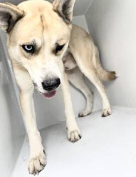 A657413 -  Siberian Husky and German Shepherd Dog Dog for Adoption in Houston, Texas - A657413 | PetCurious