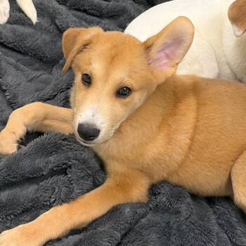 Shepherd and Catahoula Leopard Dog Dogs Available for Adoption in Austin, Texas - Broccoli | PetCurious