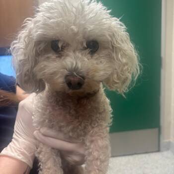 Buckee -  Miniature Poodle Dog for Adoption in Reno, Nevada - Buckee | PetCurious