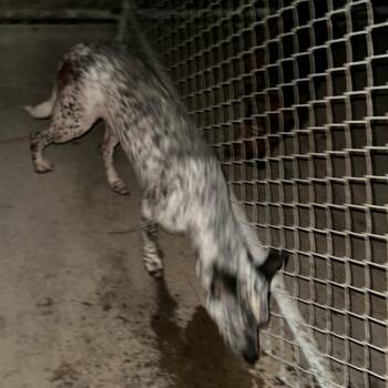 Rescue Mixed Breed Dogs for Adoption in Gadsden, Alabama - ELM 32 | PetCurious