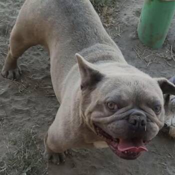 Russ -  French Bulldog Dog for Adoption in Sonoma, California - Russ | PetCurious
